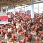 Gabon: local entrepreneurs demand fair recognition in food sovereignty drive