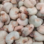 Côte d’Ivoire cashew production drop blamed on erratic rainfall