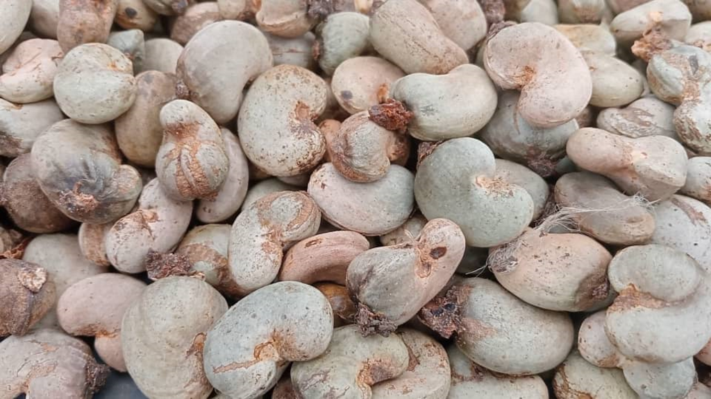 Poor cashew harvest in Côte d'Ivoire linked to erratic rainfall and outdated farming methods.