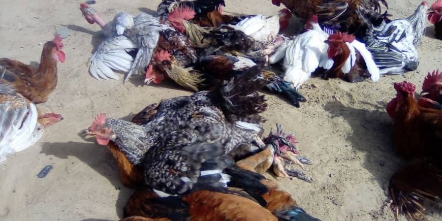 Tchad: soaring poultry prices strain Ati's families and traders